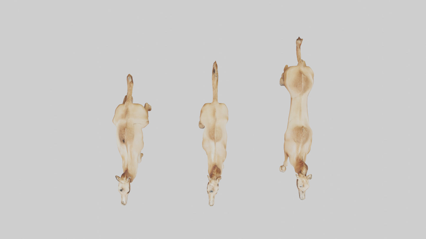 3D model Camels galloping model VR / AR / low-poly