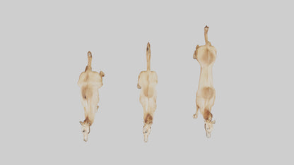 3D model Camels galloping model VR / AR / low-poly