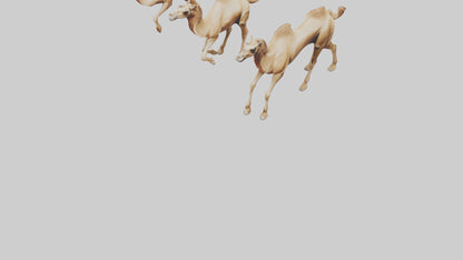 3D model Camels galloping model VR / AR / low-poly