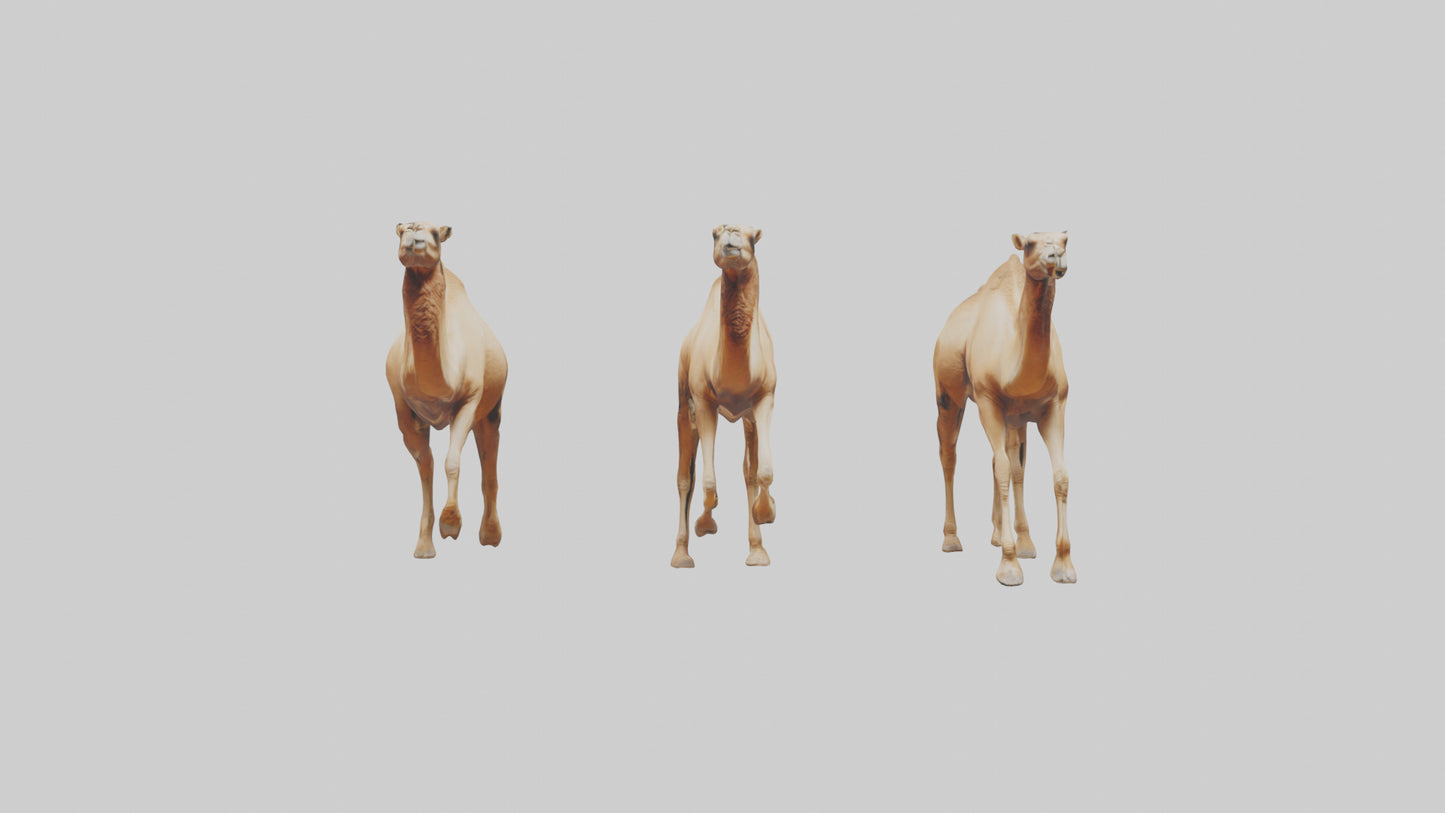 3D model Camels galloping model VR / AR / low-poly