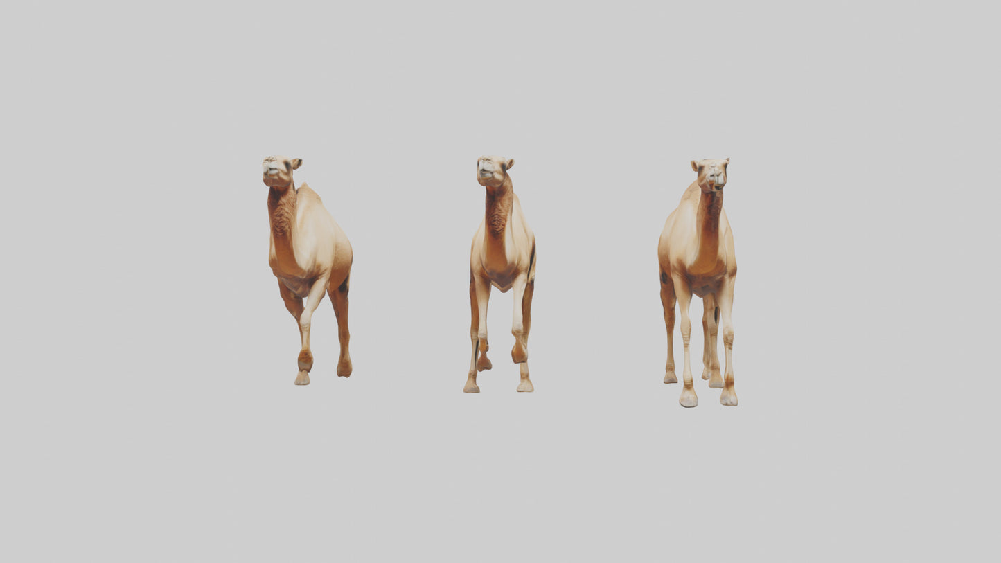 3D model Camels galloping model VR / AR / low-poly