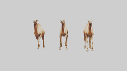 3D model Camels galloping model VR / AR / low-poly