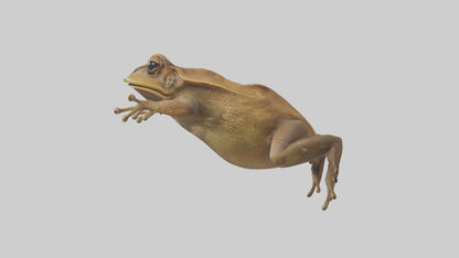 3D model Cane Toad hopping model VR / AR / low-poly