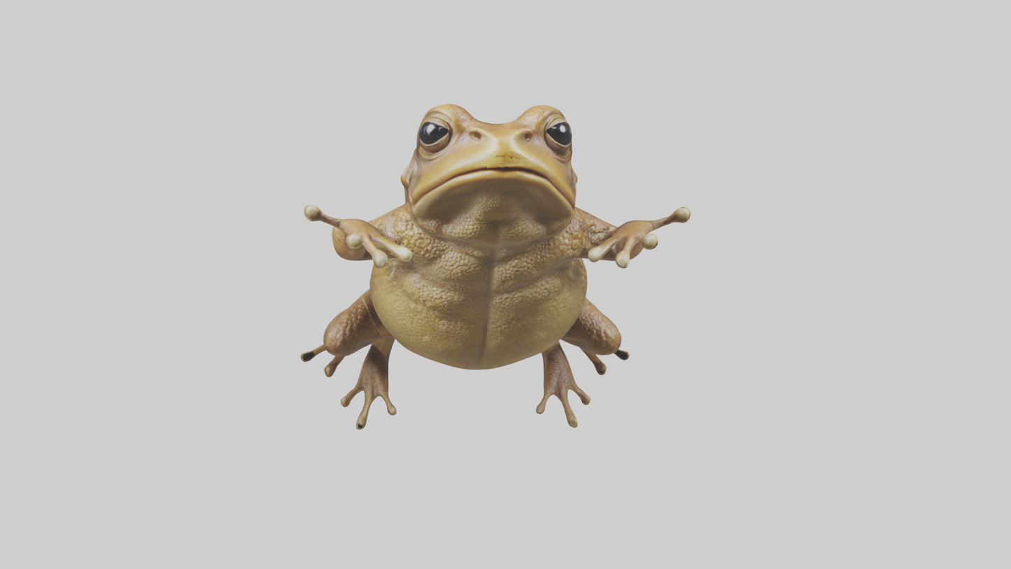 3D model Cane Toad hopping model VR / AR / low-poly