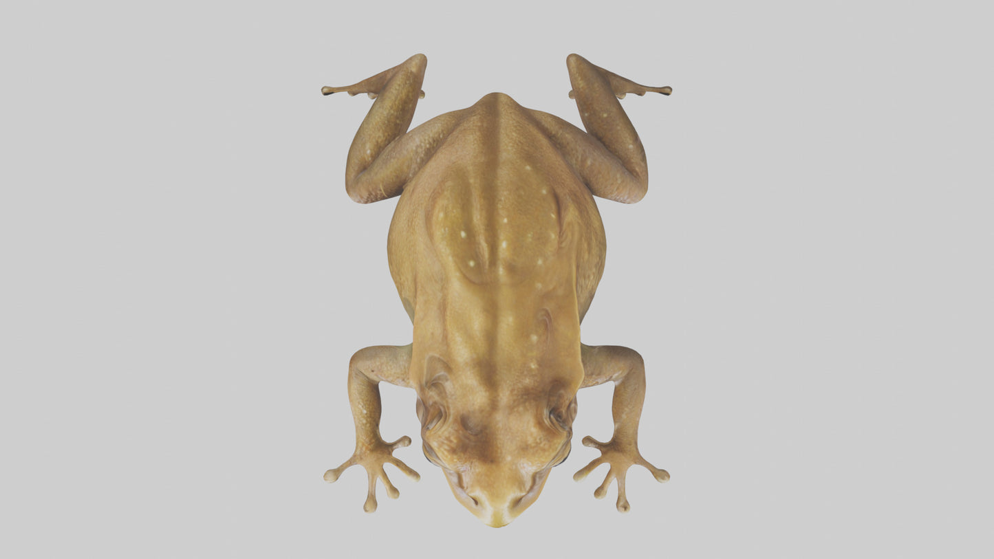 3D model Cane Toad hopping model VR / AR / low-poly