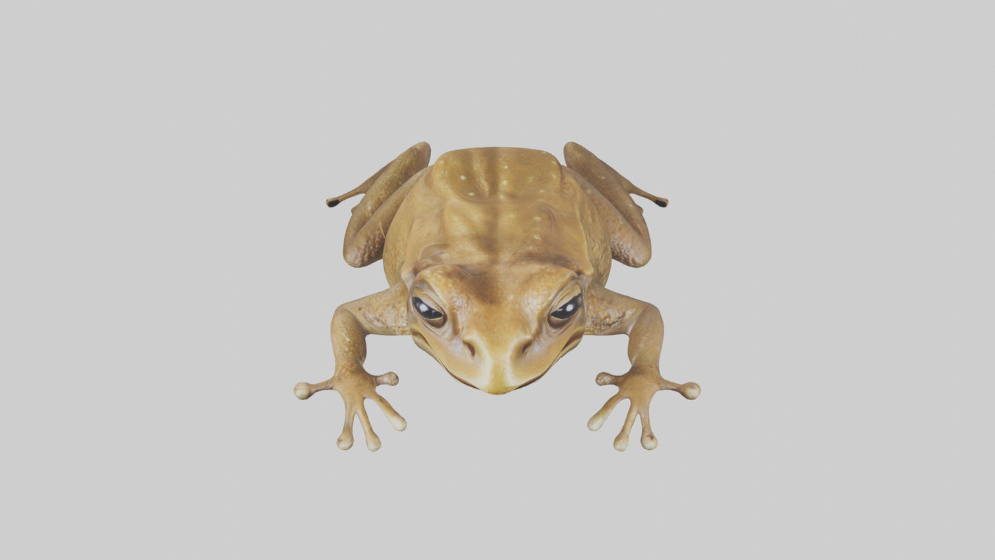 3D model Cane Toad hopping model VR / AR / low-poly