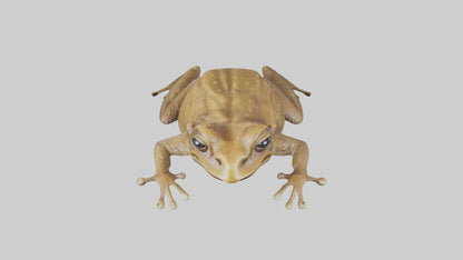 3D model Cane Toad hopping model VR / AR / low-poly