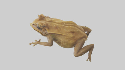 3D model Cane Toad hopping model VR / AR / low-poly