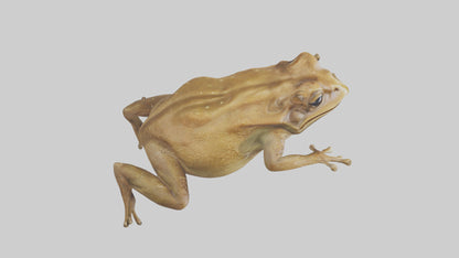 3D model Cane Toad hopping model VR / AR / low-poly