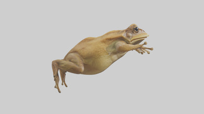 3D model Cane Toad hopping model VR / AR / low-poly