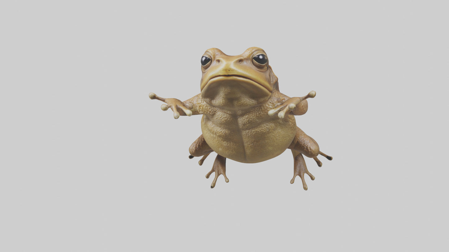 3D model Cane Toad hopping model VR / AR / low-poly