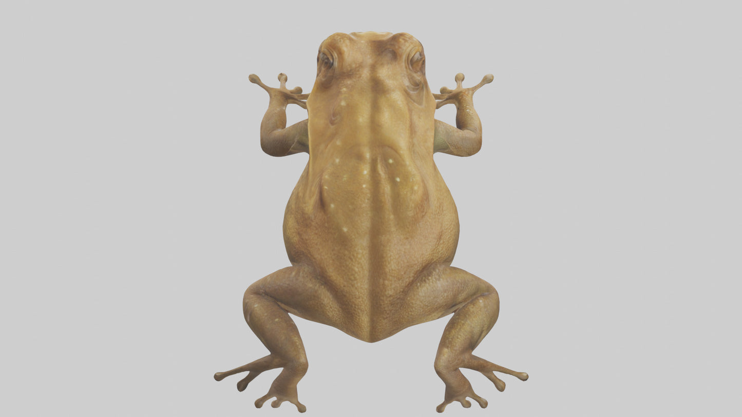 3D model Cane Toad hopping model VR / AR / low-poly