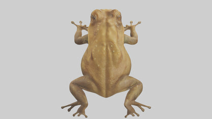 3D model Cane Toad hopping model VR / AR / low-poly