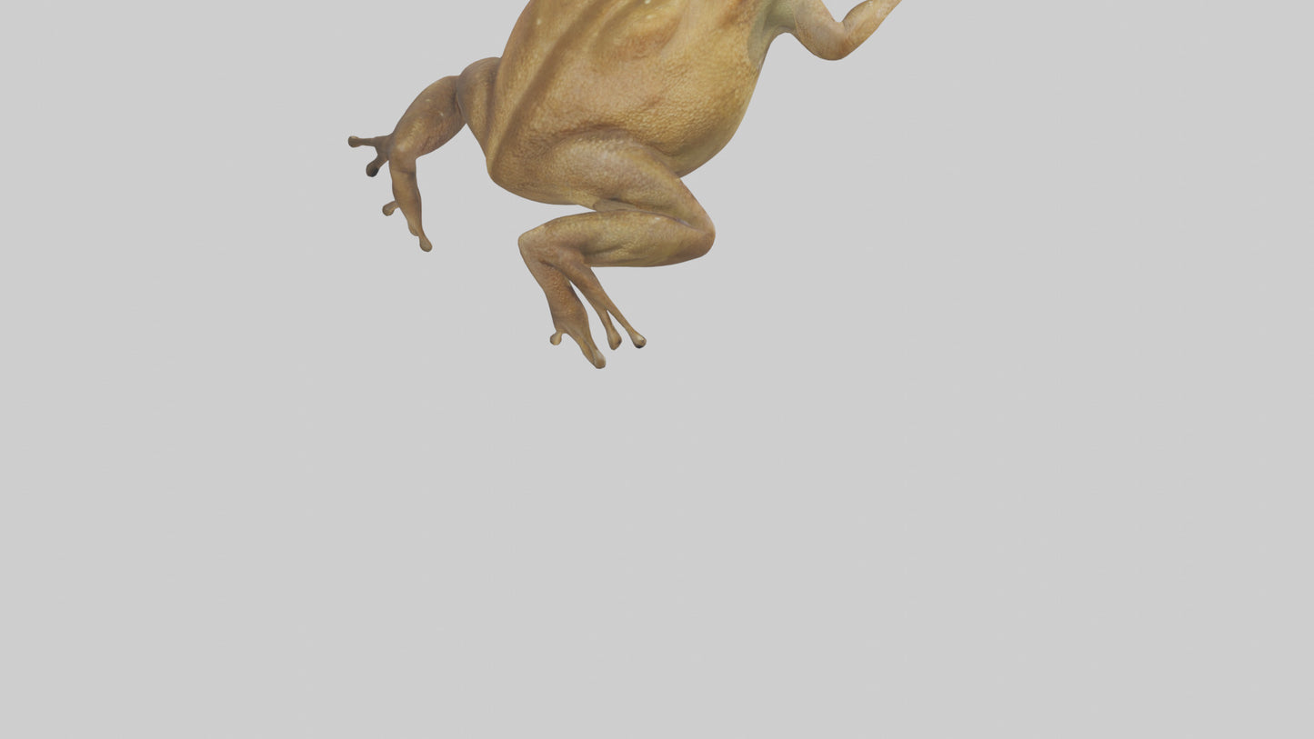 3D model Cane Toad hopping model VR / AR / low-poly