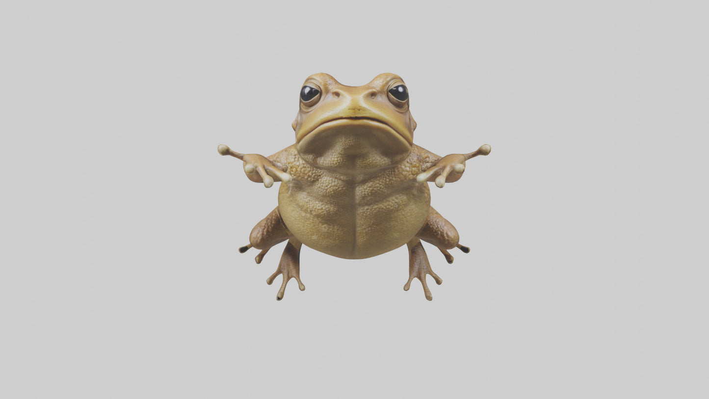 3D model Cane Toad hopping model VR / AR / low-poly