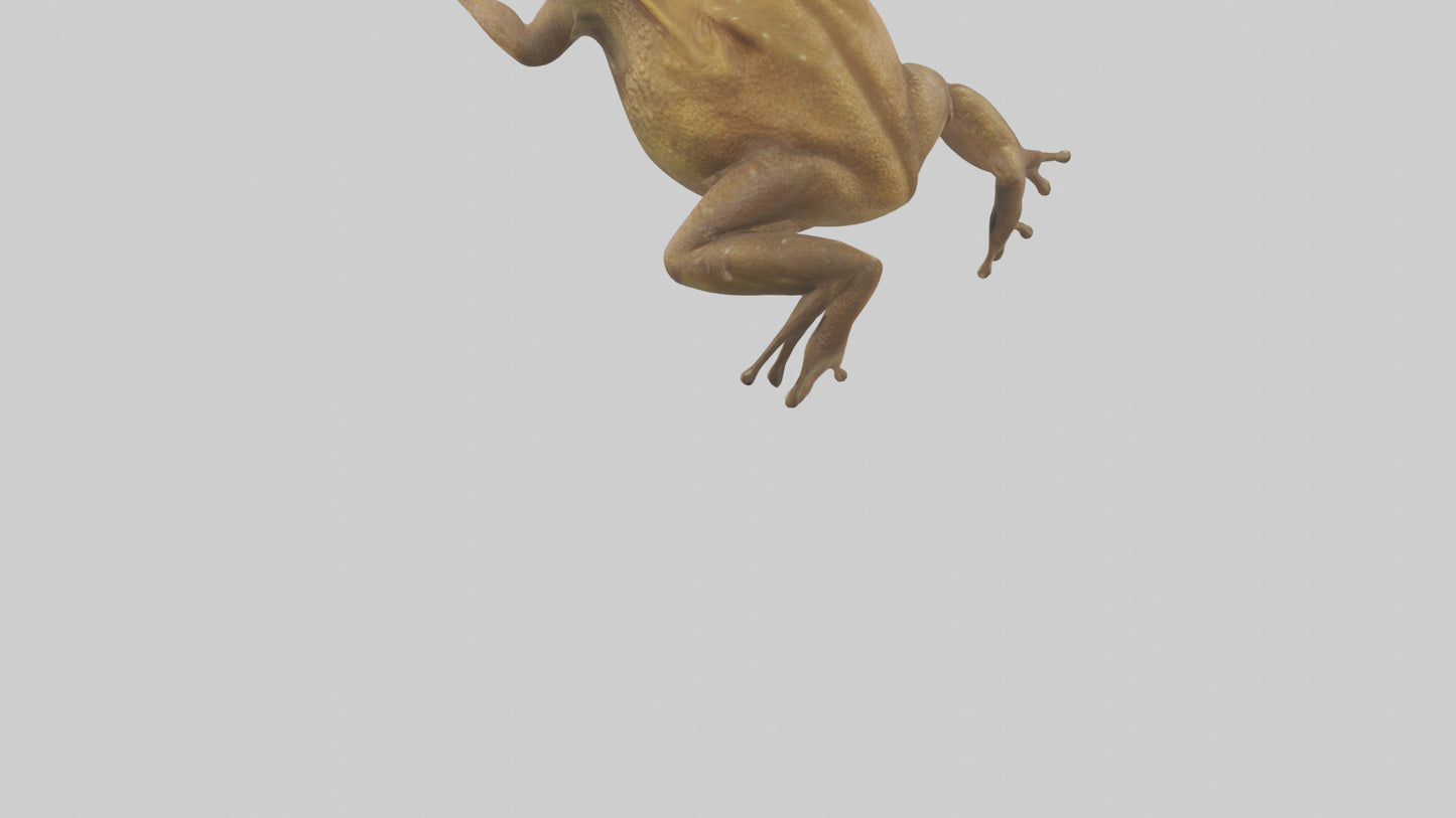 3D model Cane Toad hopping model VR / AR / low-poly