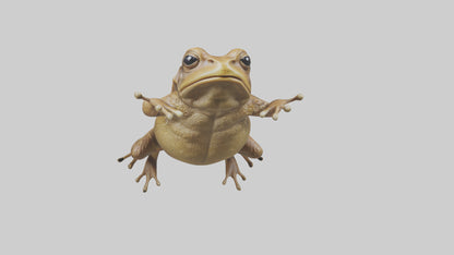 3D model Cane Toad hopping model VR / AR / low-poly