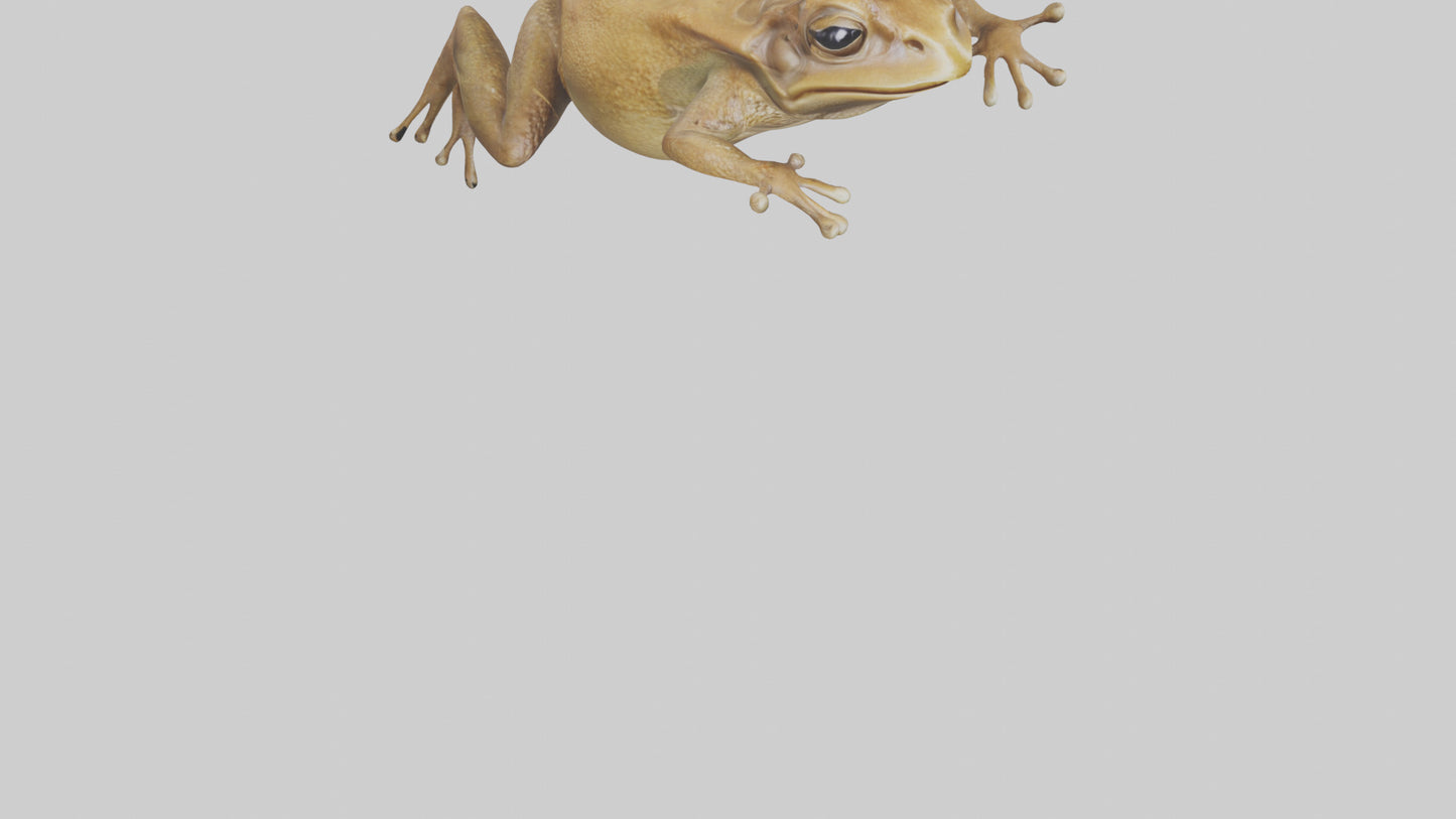 3D model Cane Toad hopping model VR / AR / low-poly