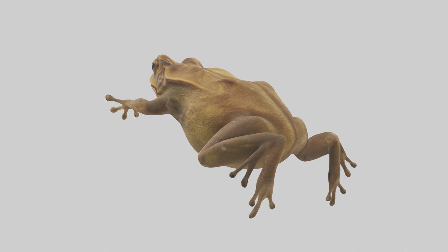 3D model Cane Toad hopping model VR / AR / low-poly