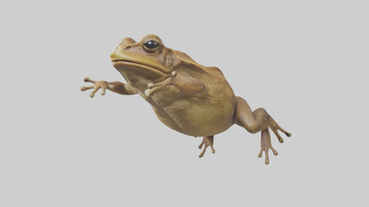 3D model Cane Toad hopping model VR / AR / low-poly