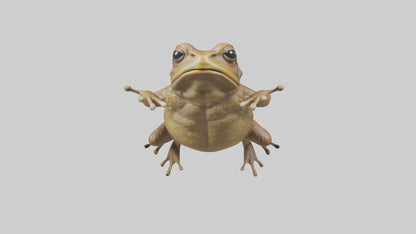 3D model Cane Toad hopping model VR / AR / low-poly