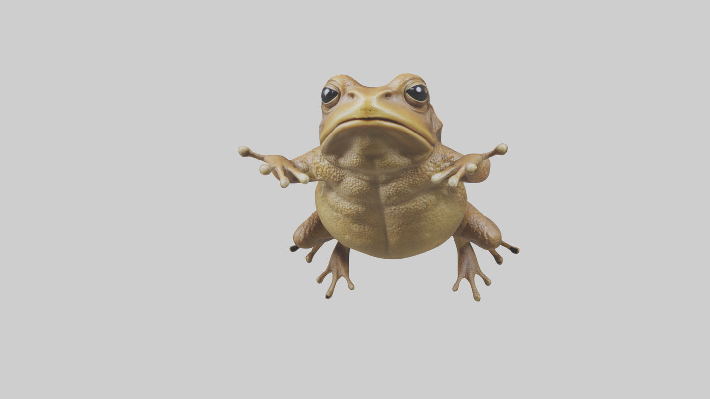 3D model Cane Toad hopping model VR / AR / low-poly