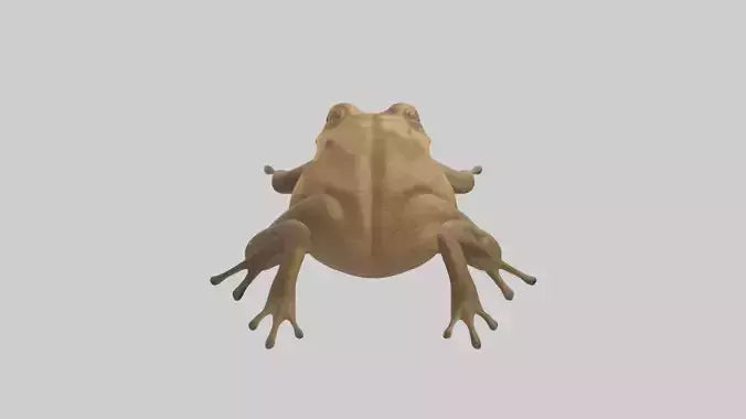 3D model Cane Toad hopping model VR / AR / low-poly