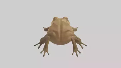 3D model Cane Toad hopping model VR / AR / low-poly