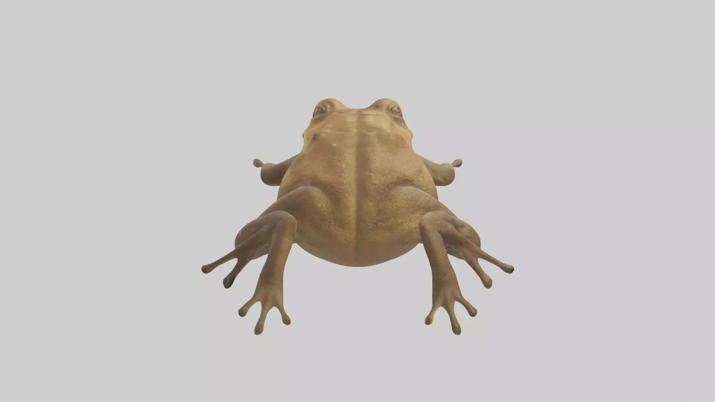 3D model Cane Toad hopping model VR / AR / low-poly