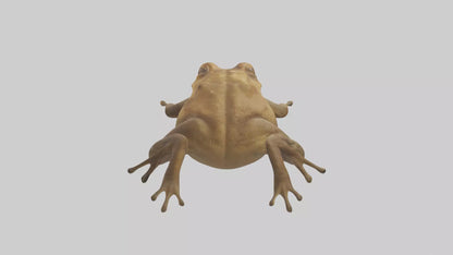 3D model Cane Toad hopping model VR / AR / low-poly