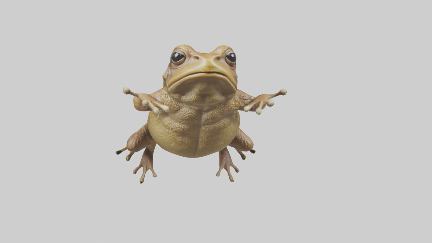 3D model Cane Toad hopping model VR / AR / low-poly