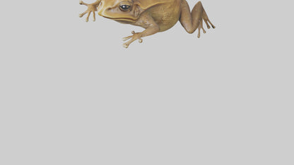 3D model Cane Toad hopping model VR / AR / low-poly