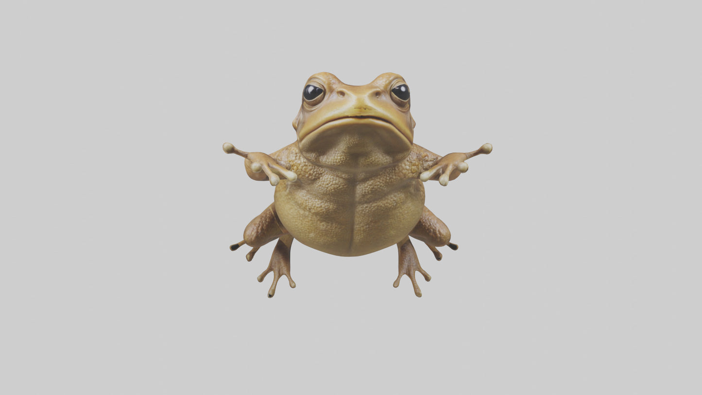 3D model Cane Toad hopping model VR / AR / low-poly