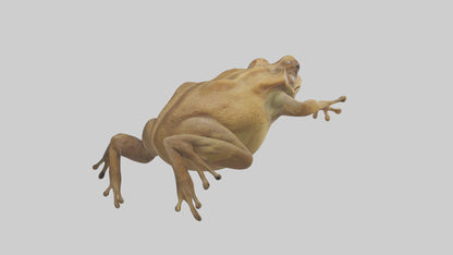 3D model Cane Toad hopping model VR / AR / low-poly