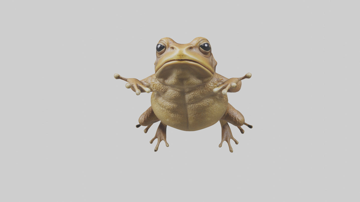 3D model Cane Toad hopping model VR / AR / low-poly