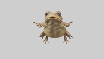 3D model Cane Toad hopping model VR / AR / low-poly