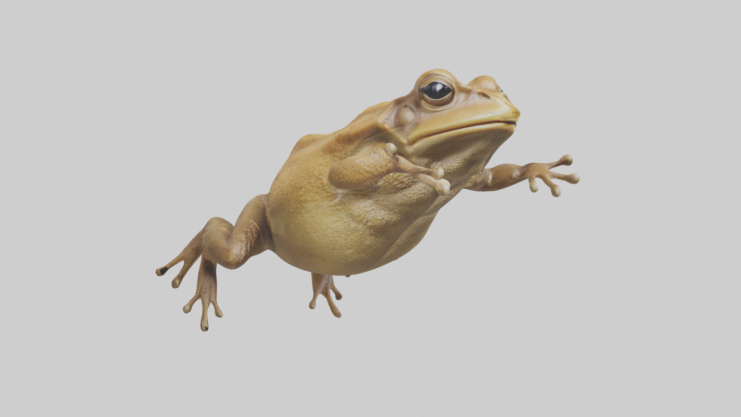 3D model Cane Toad hopping model VR / AR / low-poly