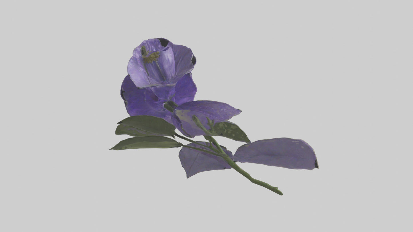 3D model Canterbury Bell model VR / AR / low-poly