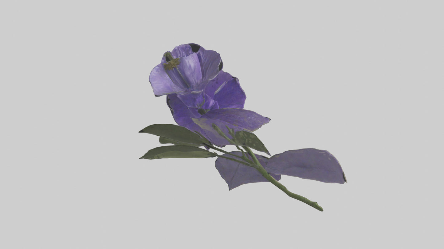 3D model Canterbury Bell model VR / AR / low-poly