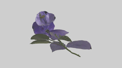 3D model Canterbury Bell model VR / AR / low-poly