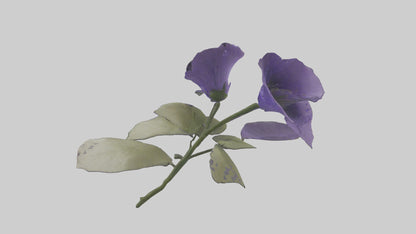 3D model Canterbury Bell model VR / AR / low-poly