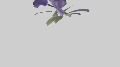 3D model Canterbury Bell model VR / AR / low-poly