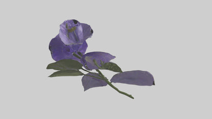 3D model Canterbury Bell model VR / AR / low-poly