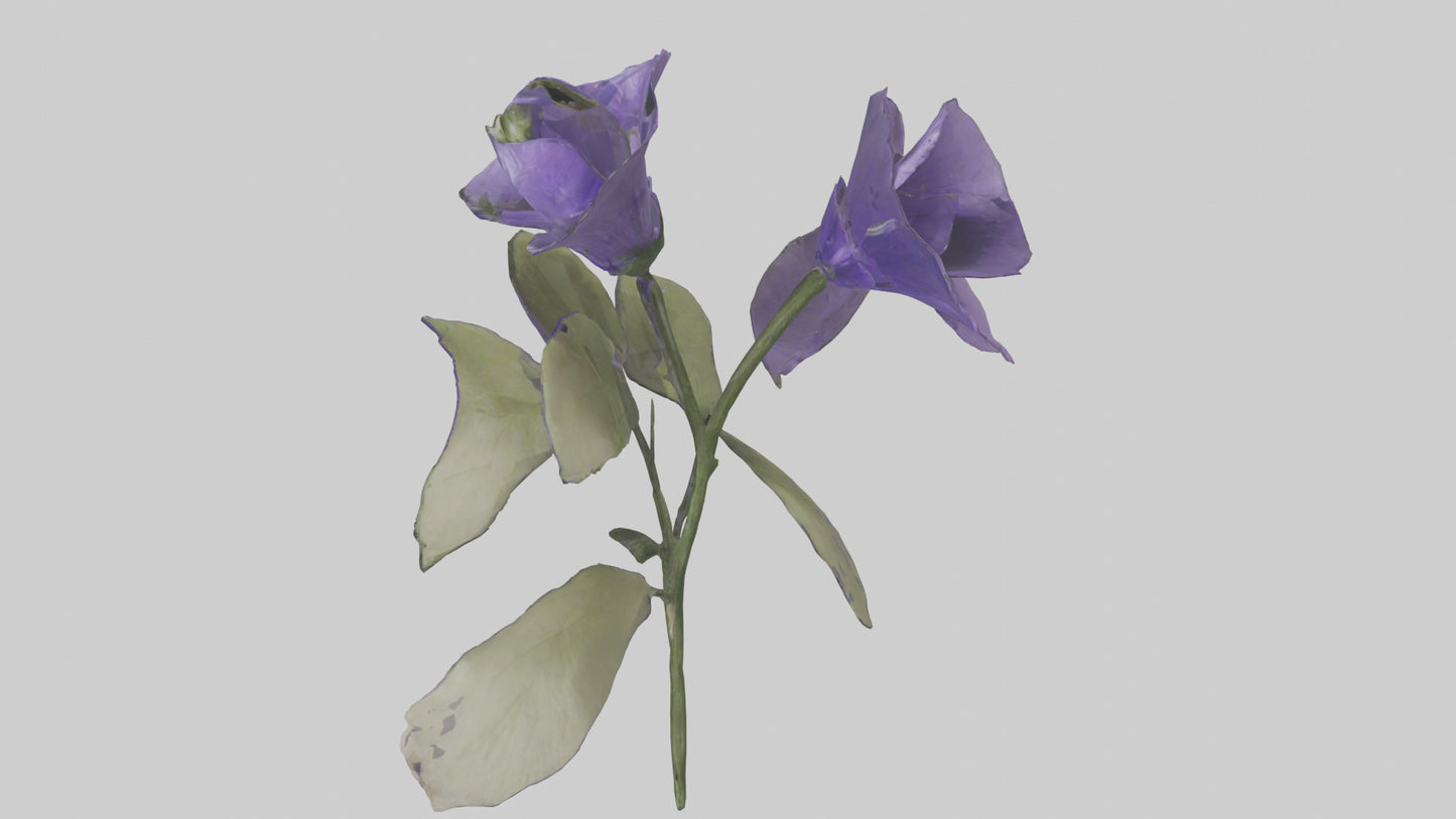 3D model Canterbury Bell model VR / AR / low-poly