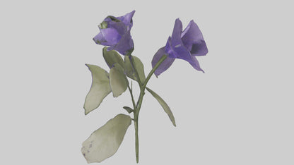 3D model Canterbury Bell model VR / AR / low-poly