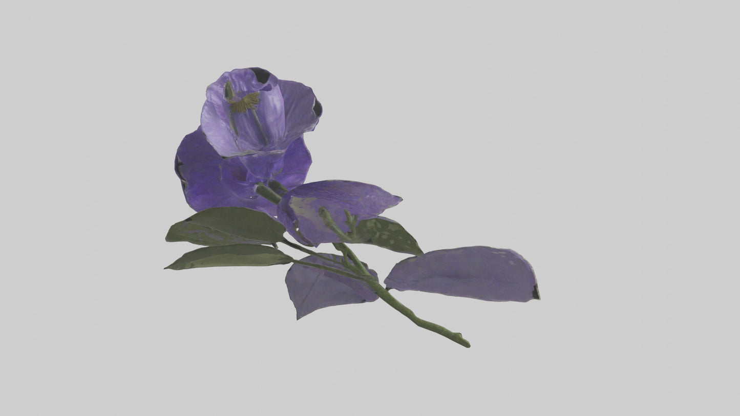 3D model Canterbury Bell model VR / AR / low-poly