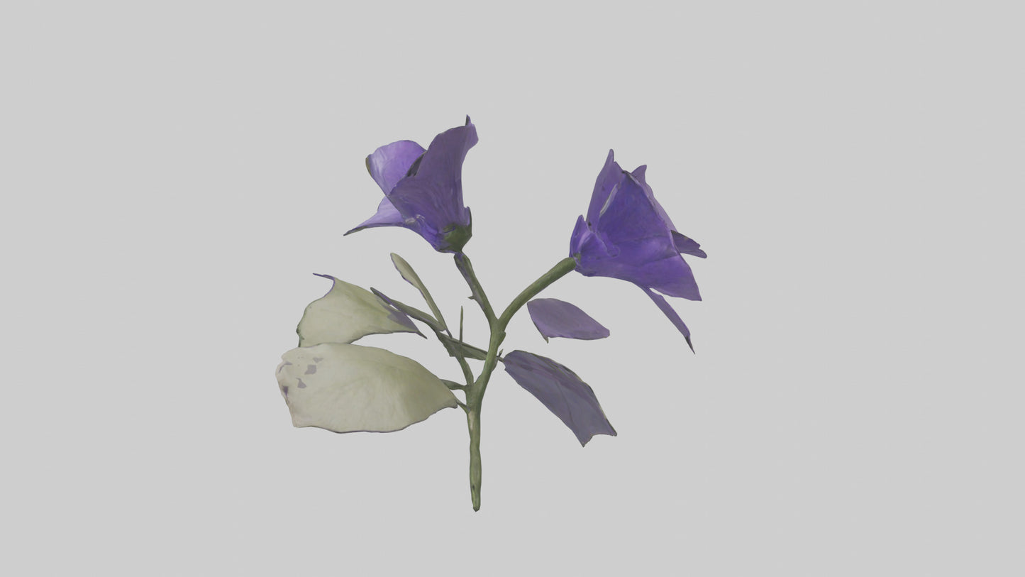 3D model Canterbury Bell model VR / AR / low-poly