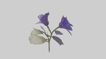 3D model Canterbury Bell model VR / AR / low-poly