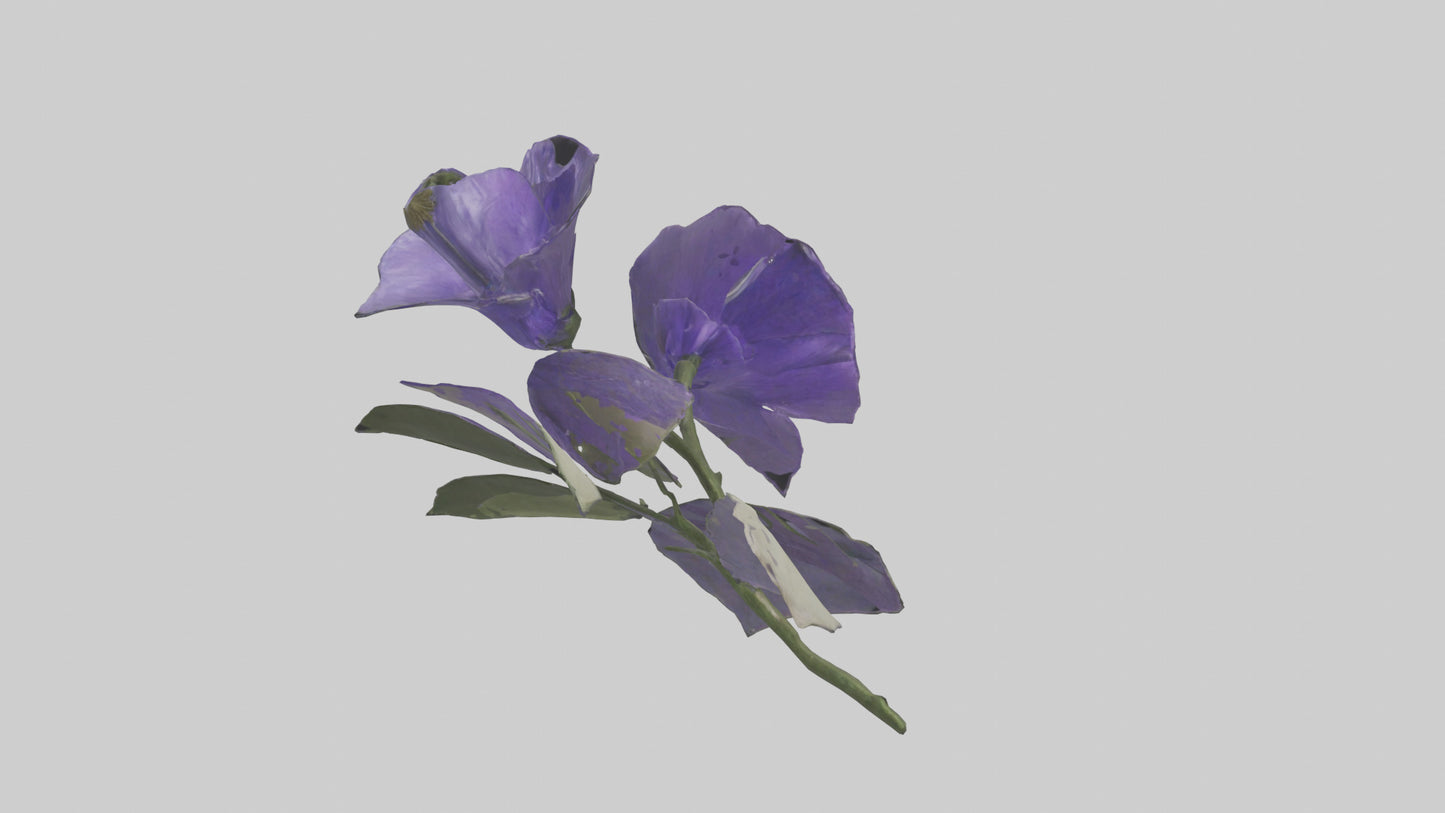 3D model Canterbury Bell model VR / AR / low-poly