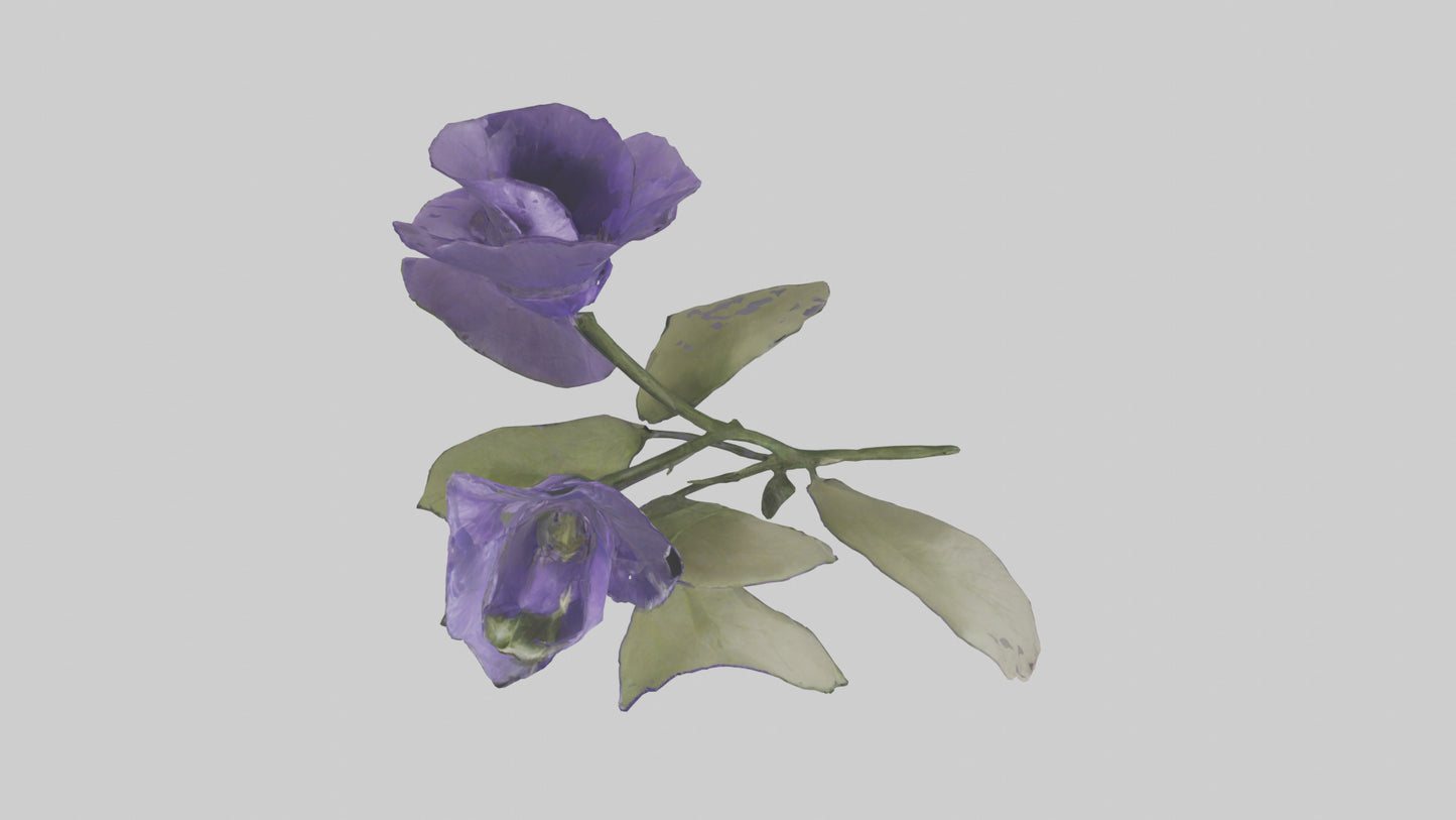 3D model Canterbury Bell model VR / AR / low-poly